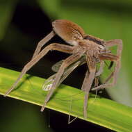 Image of Dolomedes minor L. Koch 1876