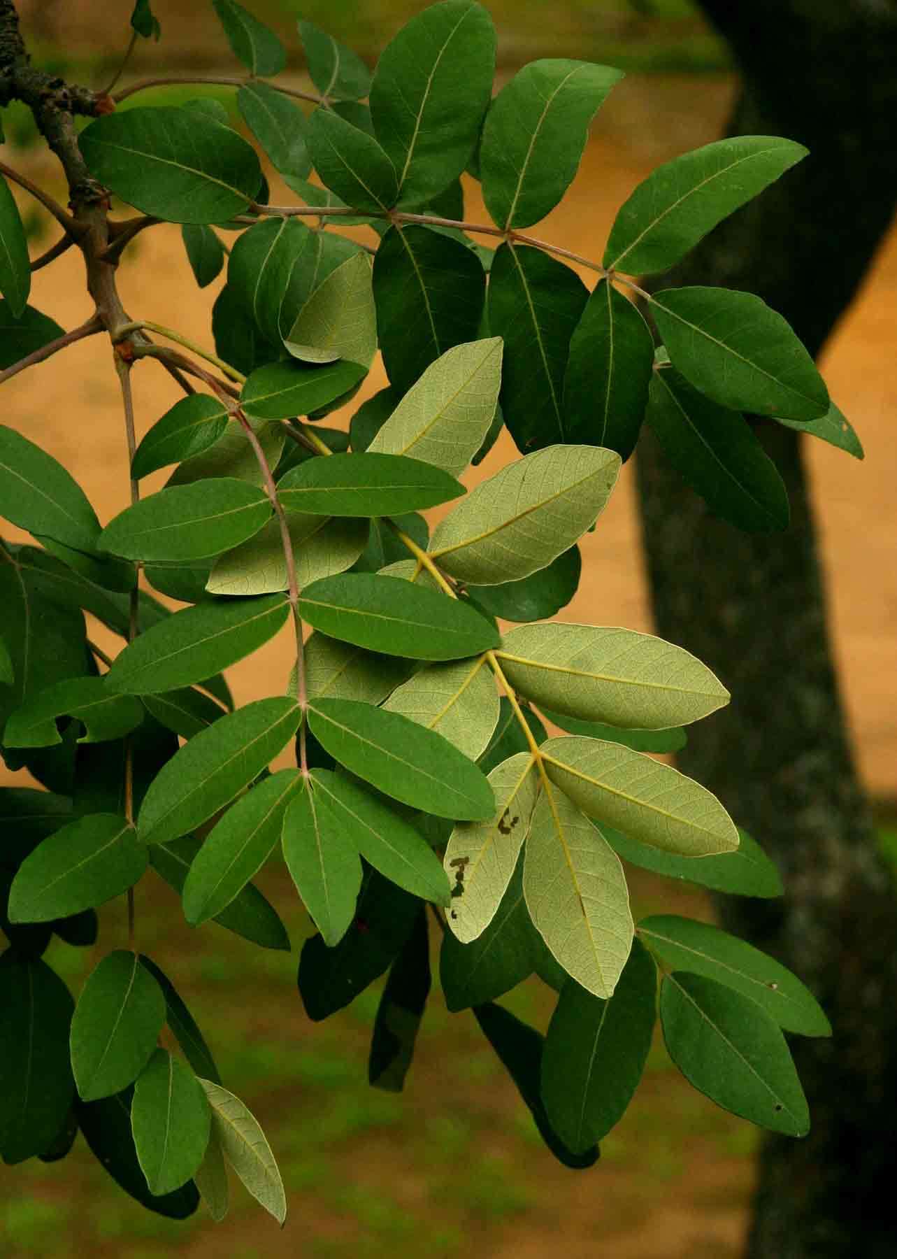 Image of Tree grapes