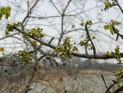 Image of Tree grapes