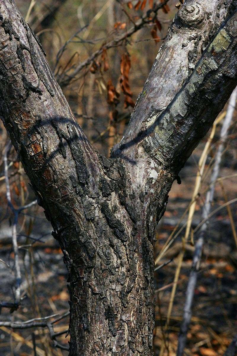 Image of Tree grapes