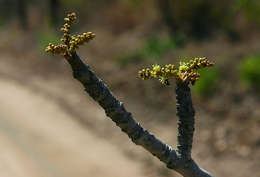 Image of Tree grapes