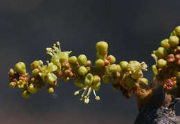 Image of Tree grapes