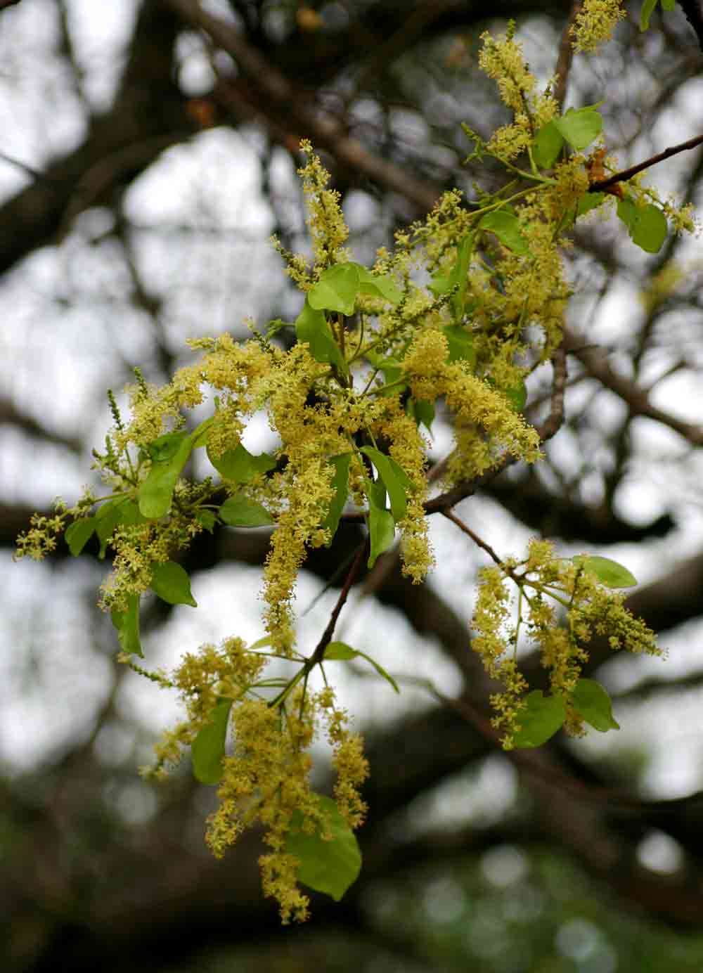 Image of Lannea schweinfurthii (Engl.) Engl.