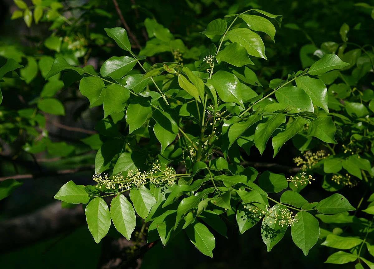 Image of Lannea schweinfurthii (Engl.) Engl.