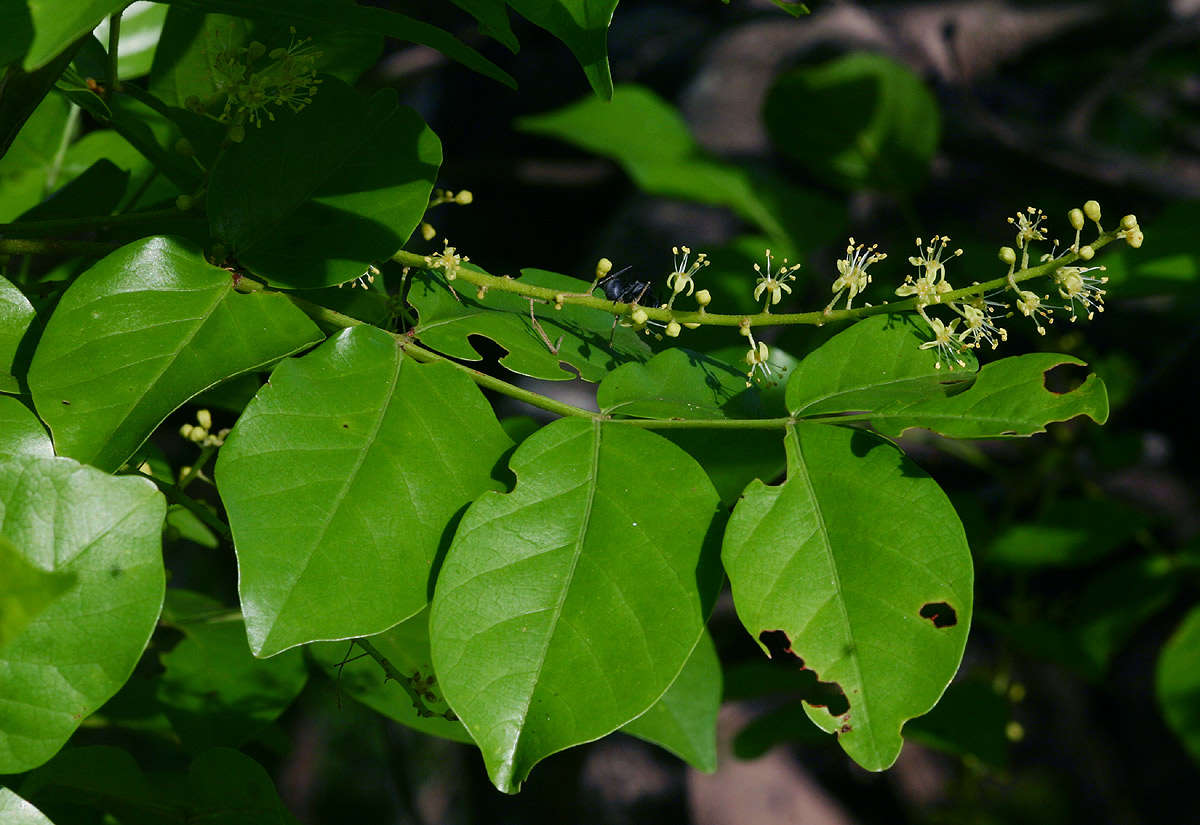 Image of Lannea schweinfurthii (Engl.) Engl.