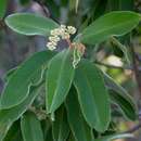 Image de Ozoroa insignis subsp. reticulata (E. G. Bak.) J. B. Gillett