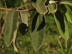 Image of Ozoroa insignis Delile