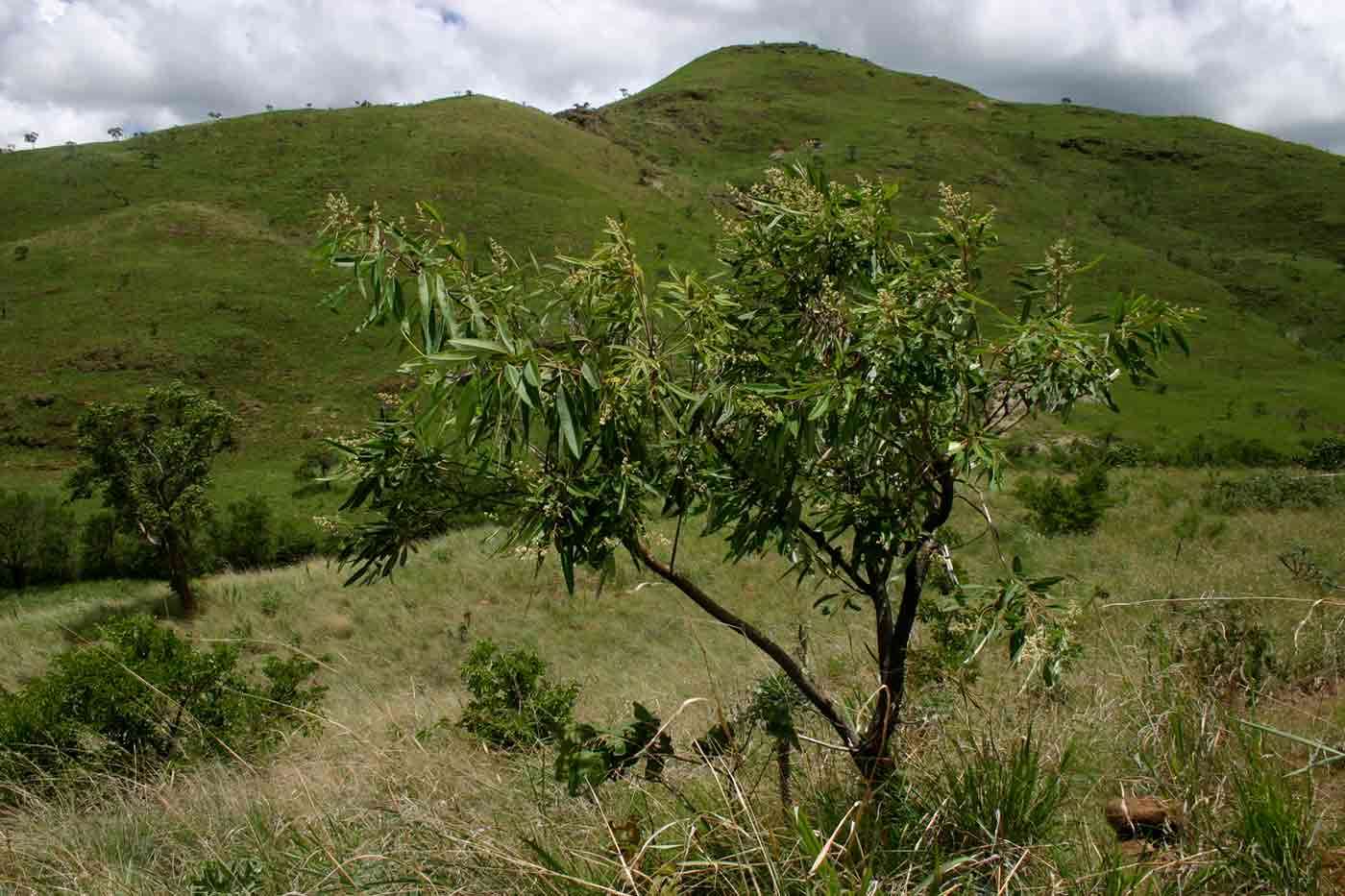 Sivun <i>Ozoroa longipetiolata</i> R. & A. Fern. kuva