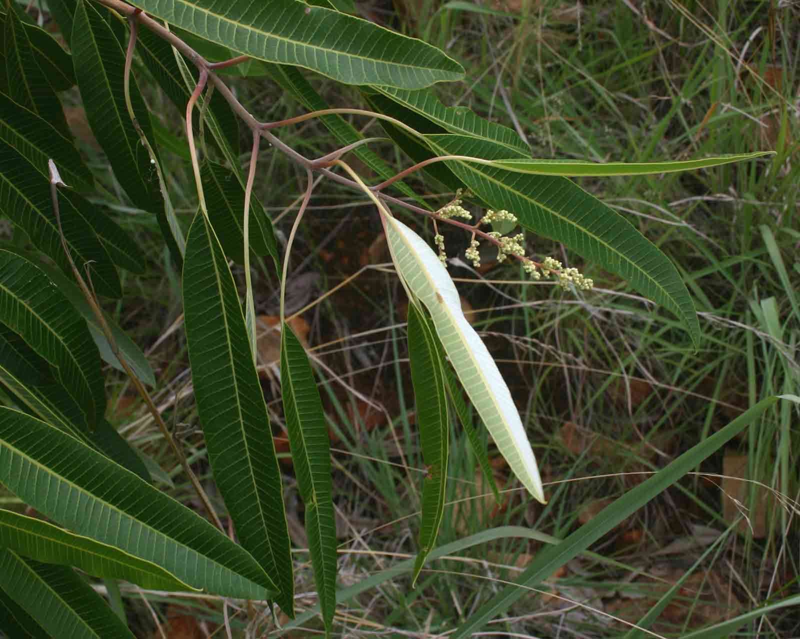 Sivun <i>Ozoroa longipetiolata</i> R. & A. Fern. kuva