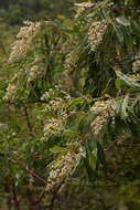 Sivun <i>Ozoroa longipetiolata</i> R. & A. Fern. kuva