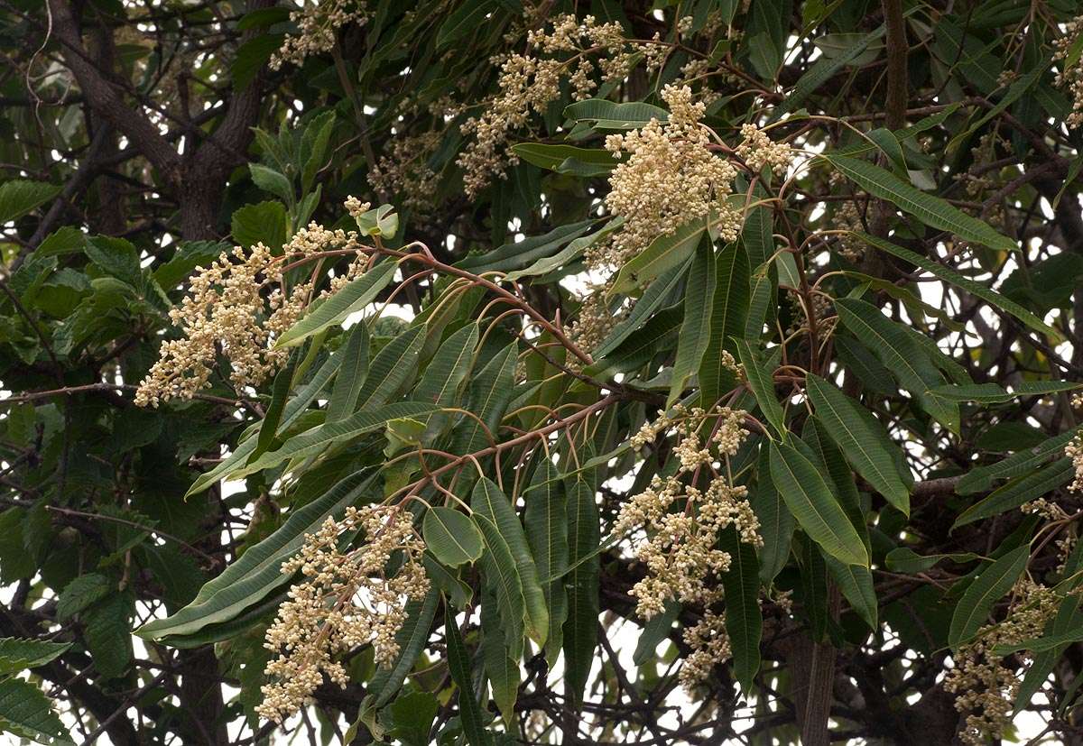 Sivun <i>Ozoroa longipetiolata</i> R. & A. Fern. kuva