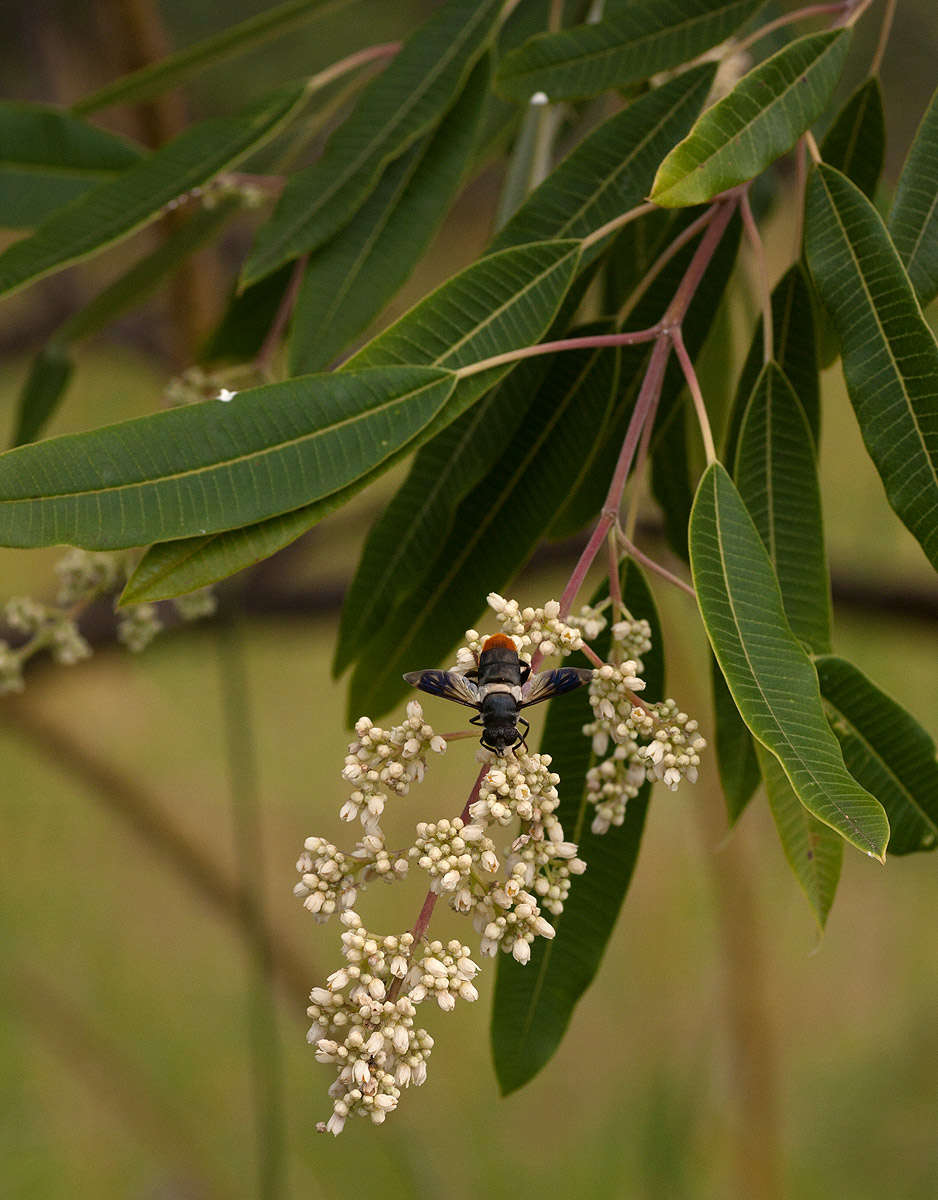 Sivun <i>Ozoroa longipetiolata</i> R. & A. Fern. kuva