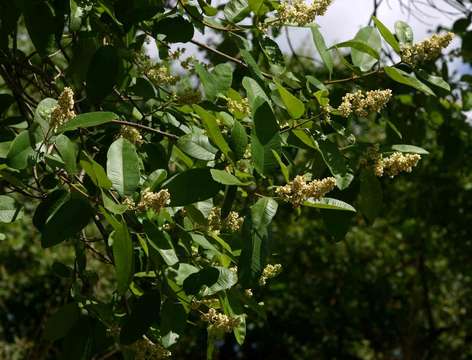 Sivun Ozoroa obovata (Oliv.) R. & A. Fernandes kuva