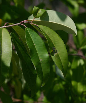 Image of Ozoroa obovata (Oliv.) R. & A. Fernandes