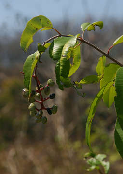 Image of Ozoroa obovata (Oliv.) R. & A. Fernandes