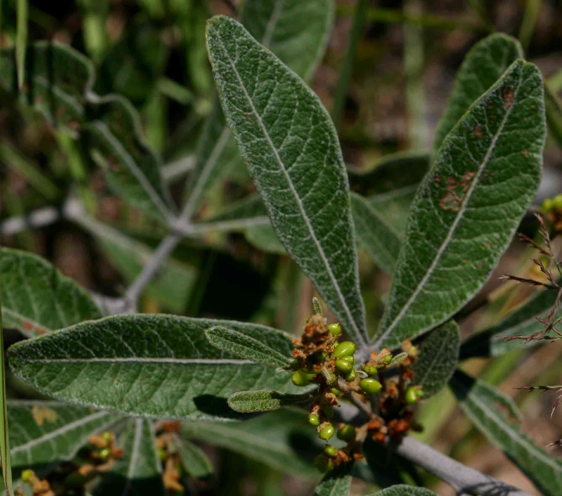 Image of Searsia kirkii (Oliv.) Moffett