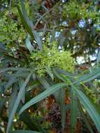 Image of African sumac