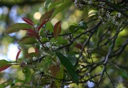 Image of African holly