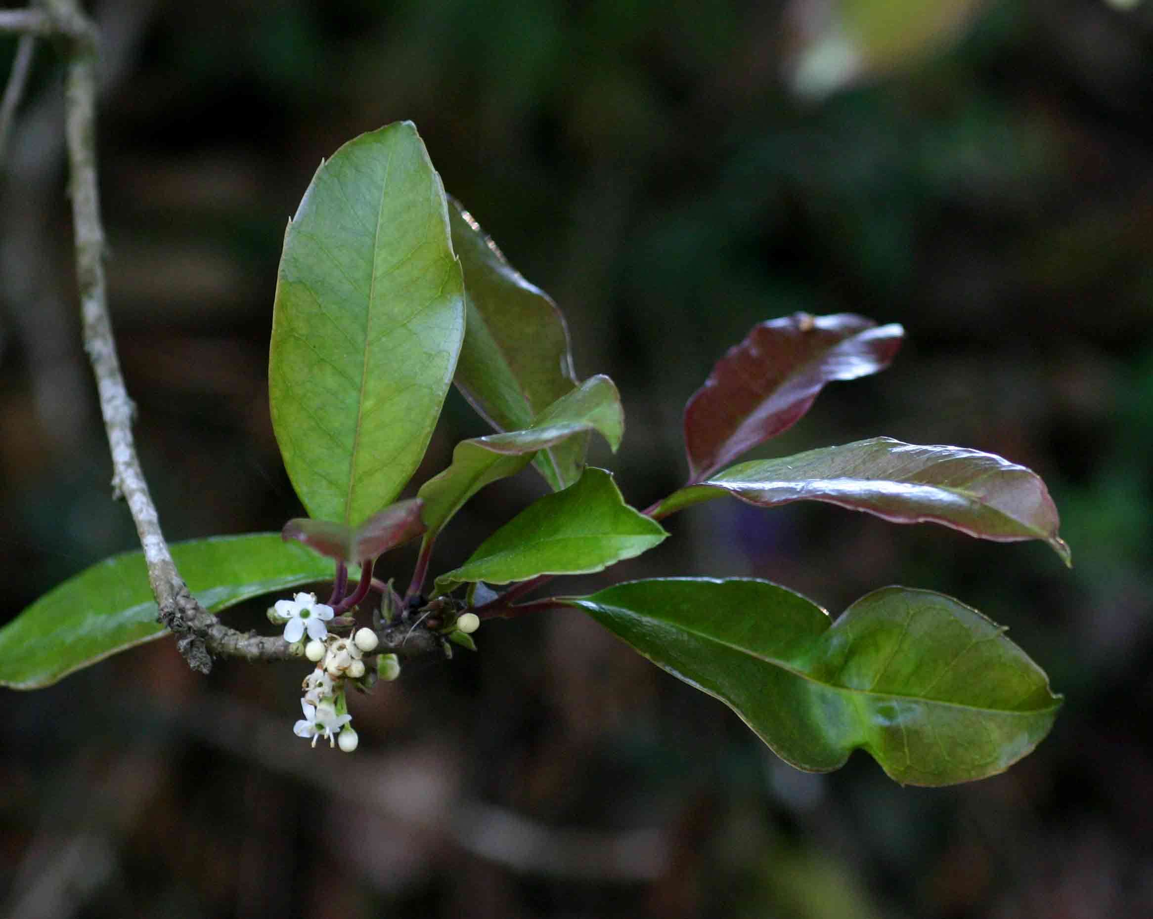 Image of African holly