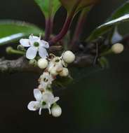 Image of African holly