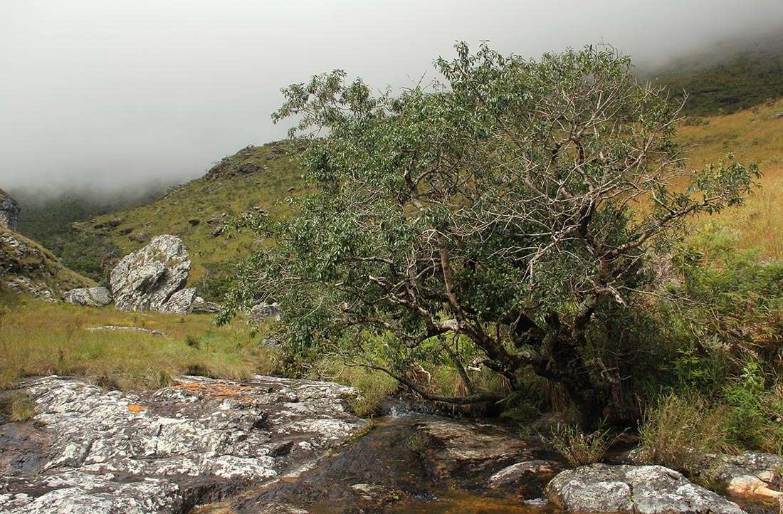 Image of African holly