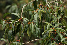 Image of African holly