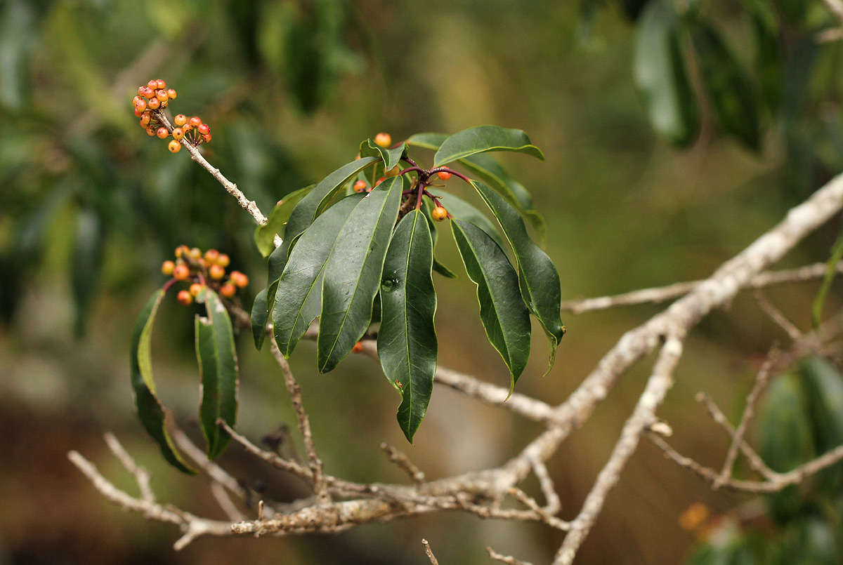 Image of African holly