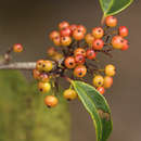 Image of African holly