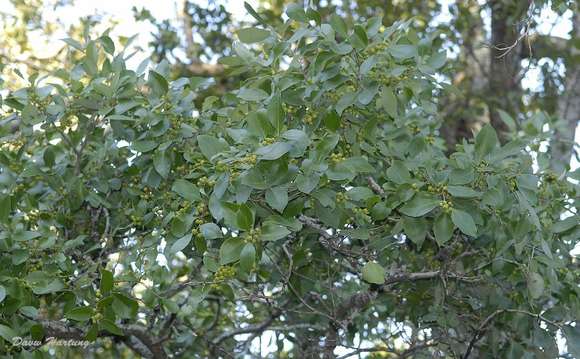 Plancia ëd Gymnosporia undata (Thunb.) Szyszyl.