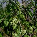 Sivun Gymnosporia buxifolia (L.) Szyszyl. kuva