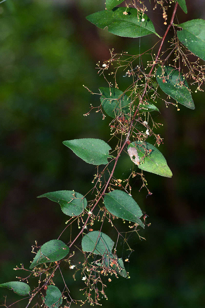 Image of Long-spined maytenus