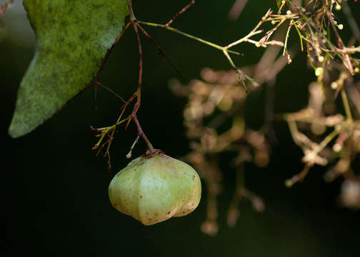 Imagem de <i>Gymnosporia <i>mossambicensis</i></i> (Klotzsch) Loes. ssp. mossambicensis