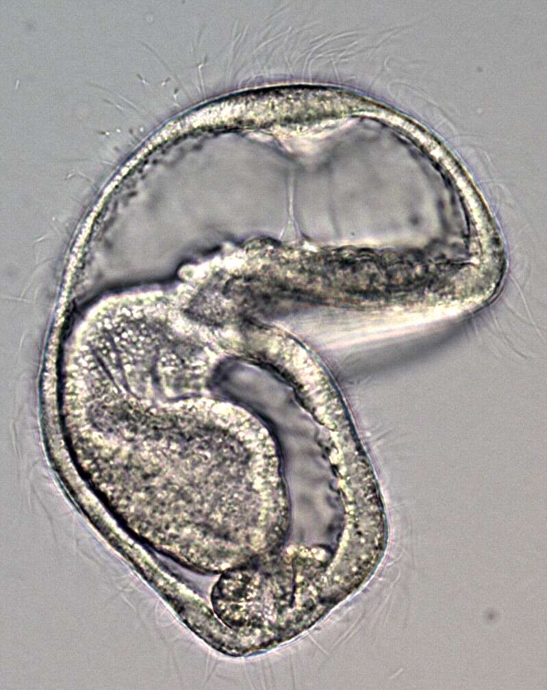 Phoronopsis harmeri Pixell 1912的圖片