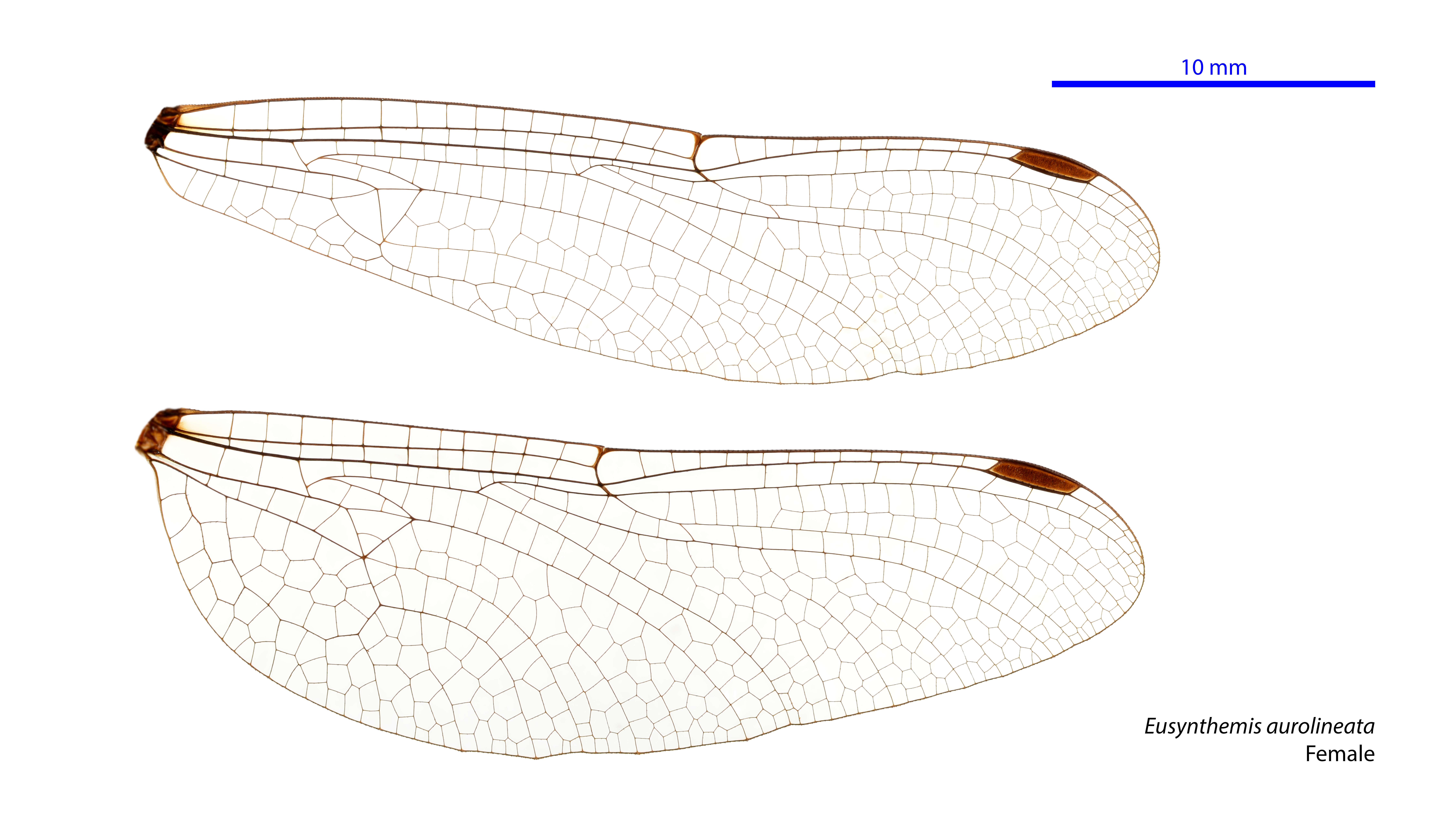 Image of Variable Tigertail