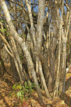 Image of Large-flowered spike-thorn