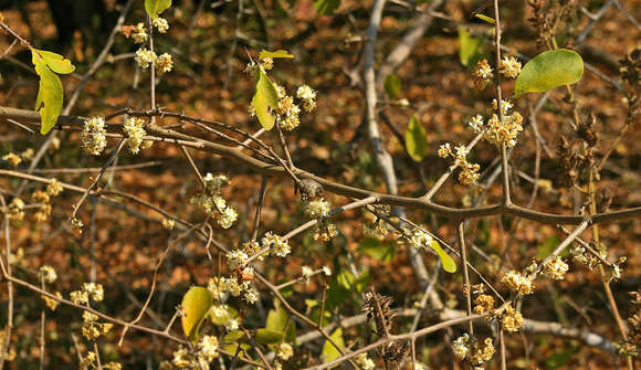 Image of Large-flowered spike-thorn