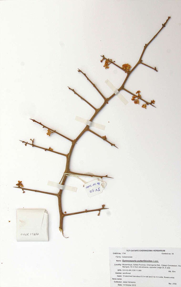 Image of Large-flowered spike-thorn
