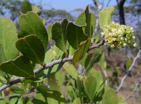 Image of Spike Thorn