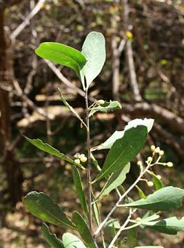 Слика од Gymnosporia