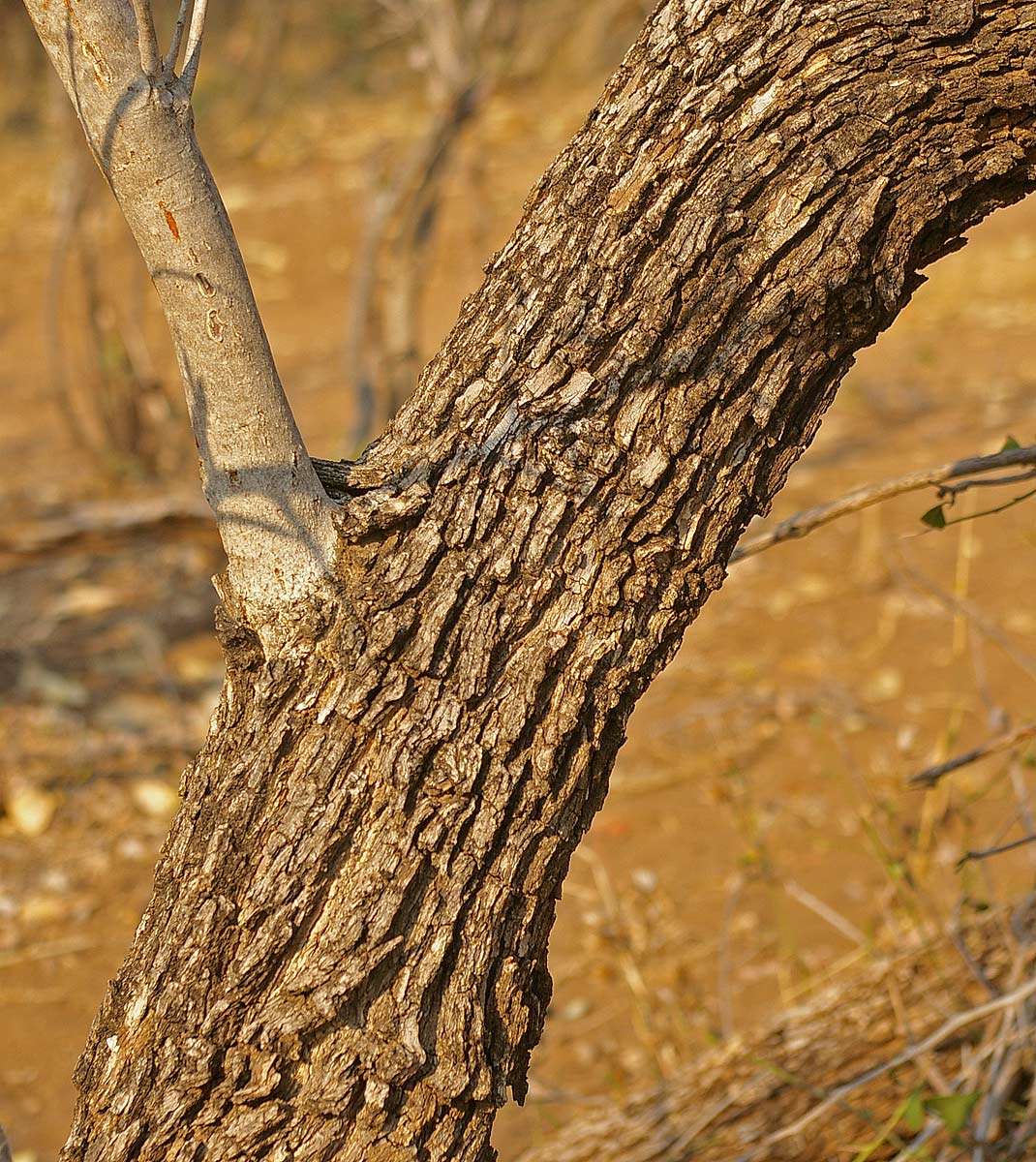 Image of Spike Thorn