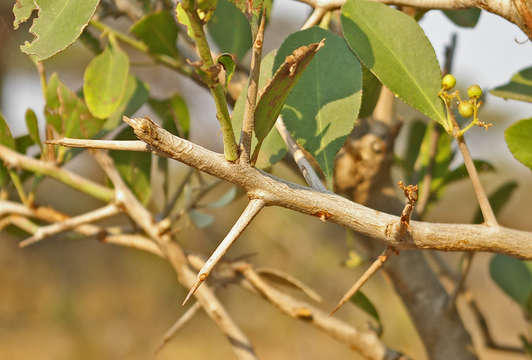 Imagem de Gymnosporia