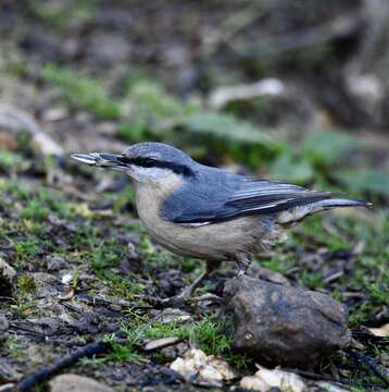 Image of Eurasian Nuthatch