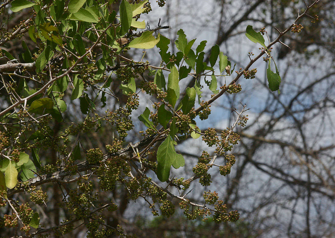 Image of Spike Thorn