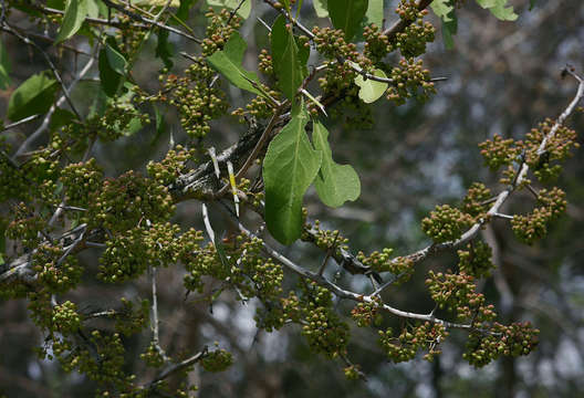 Imagem de Gymnosporia