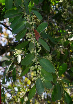 Image of Spike Thorn