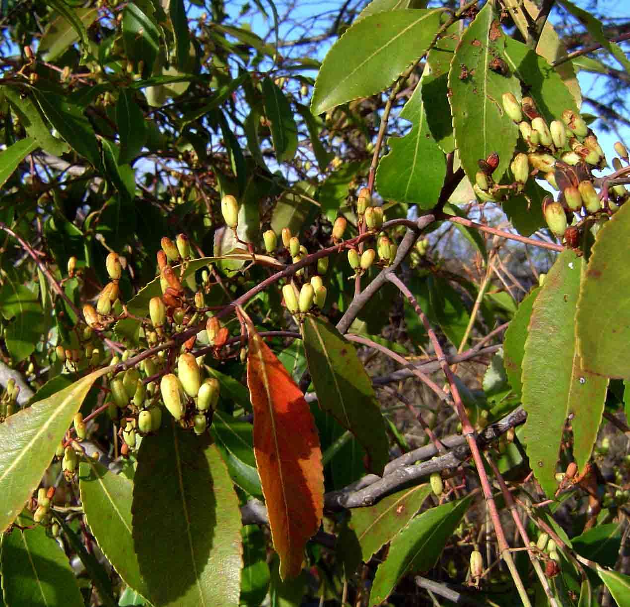 Image of Bushman's tea