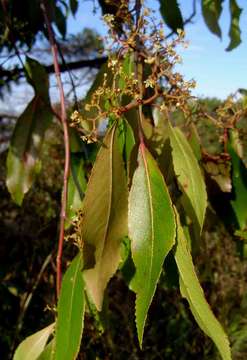 Image of Bushman's tea