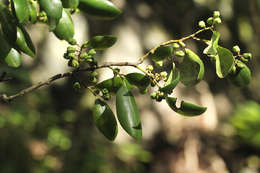 Image of Hedgehog-tree