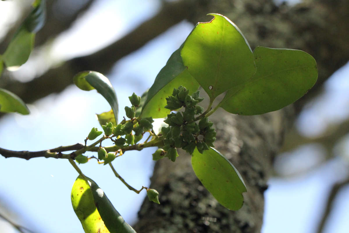 Image of Hedgehog-tree