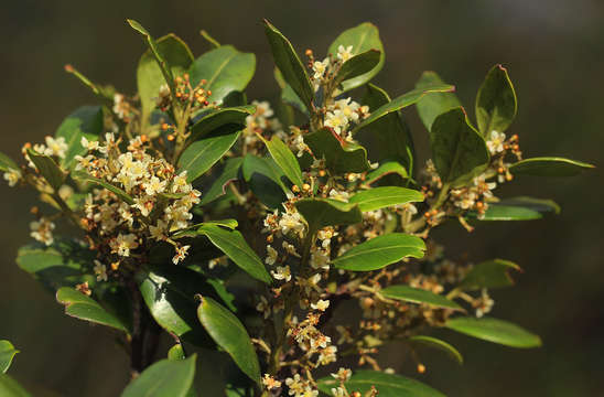 Image of Hedgehog-tree